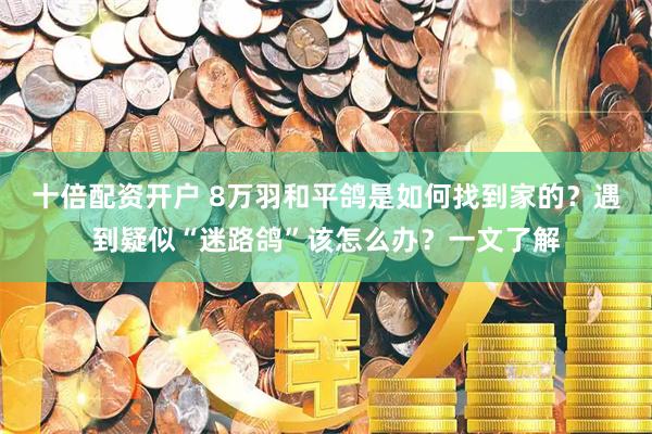 十倍配资开户 8万羽和平鸽是如何找到家的？遇到疑似“迷路鸽”该怎么办？一文了解